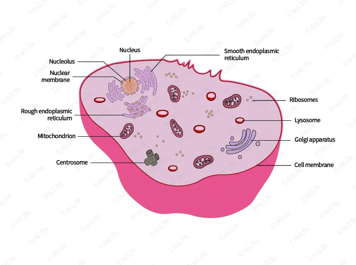 Organelle markers